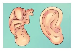 Auriculoterapia