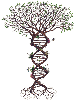 arvore dna-min